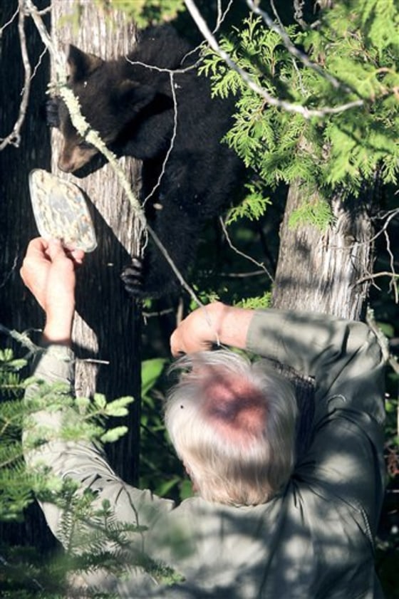 The bear named Hope approaches food provided by a researcher from the North American Bear Center on May 26, 2010.